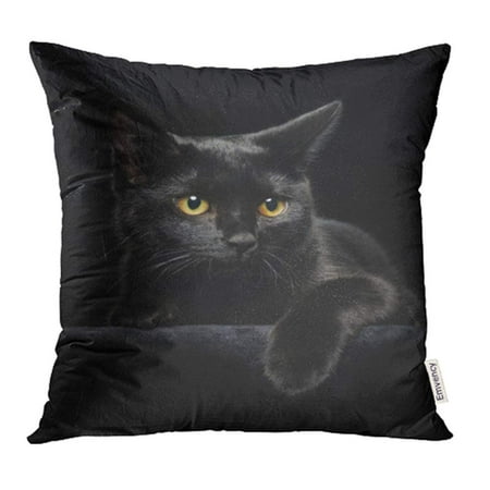 YWOTA Halloween Black Cat with Yellow Eyes on Face Head Paw Portrait Animal Kitten Pillow Cases Cushion Cover 20x20 inch