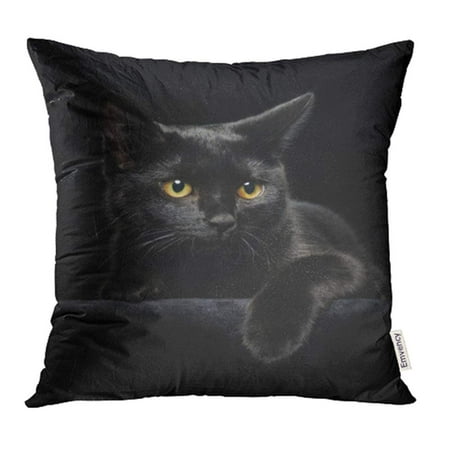 - YWOTA Halloween Black Cat with Yellow Eyes on Face Head Paw Portrait Animal Kitten Pillow Cases Cushion Cover 20x20 inch