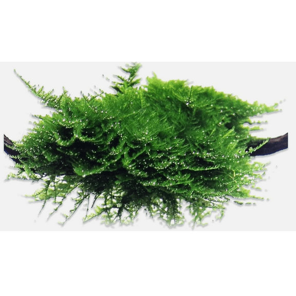 Christmas Moss (Vesicularia) – Live Aquarium Plant Cup – Freshwater Java Moss