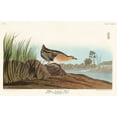thumbnail image 2 of Audubon, John James 32x22 White Modern Wood Framed Museum Art Print Titled - Yellow-breasted Rail, 2 of 4