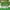 A, variant on 100Fens Simulation Fence Fence Telescopic Fence Fake Flower Green Leaves Outdoor Courtyard Wall Guardrail Decorative Leaves To Shield Plants