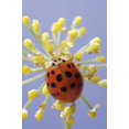 thumbnail image 2 of Talbot Frank, Christopher 23x32 Gold Ornate Wood Framed with Double Matting Museum Art Print Titled - California, San Diego, A lady beetle on a flower, 2 of 4