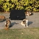 thumbnail image 3 of Caja de arena de viaje, portátil, plegable, para gatos, suministros para mascotas, 3 of 5