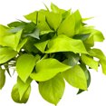 thumbnail image 5 of Pothos 'Neon', 5 of 8