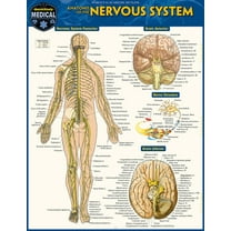 Anatomy of the Nervous System: A Quickstudy Laminated Reference Guide, (Paperback)