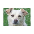 thumbnail image 2 of CADecor Dog Face Close-Up Wall Tapestry Wall Hanging Wall Art Home Decor 60x80 inches, 2 of 2