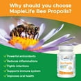thumbnail image 3 of MapleLife Nutrition Bee Propolis 500mg - 100 Capsules, 3 of 7