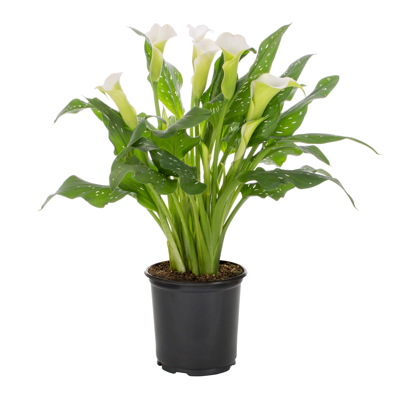 Expert Gardener 1.5PT White Calla Lily Live Perennial Plant Sun 5-Pack