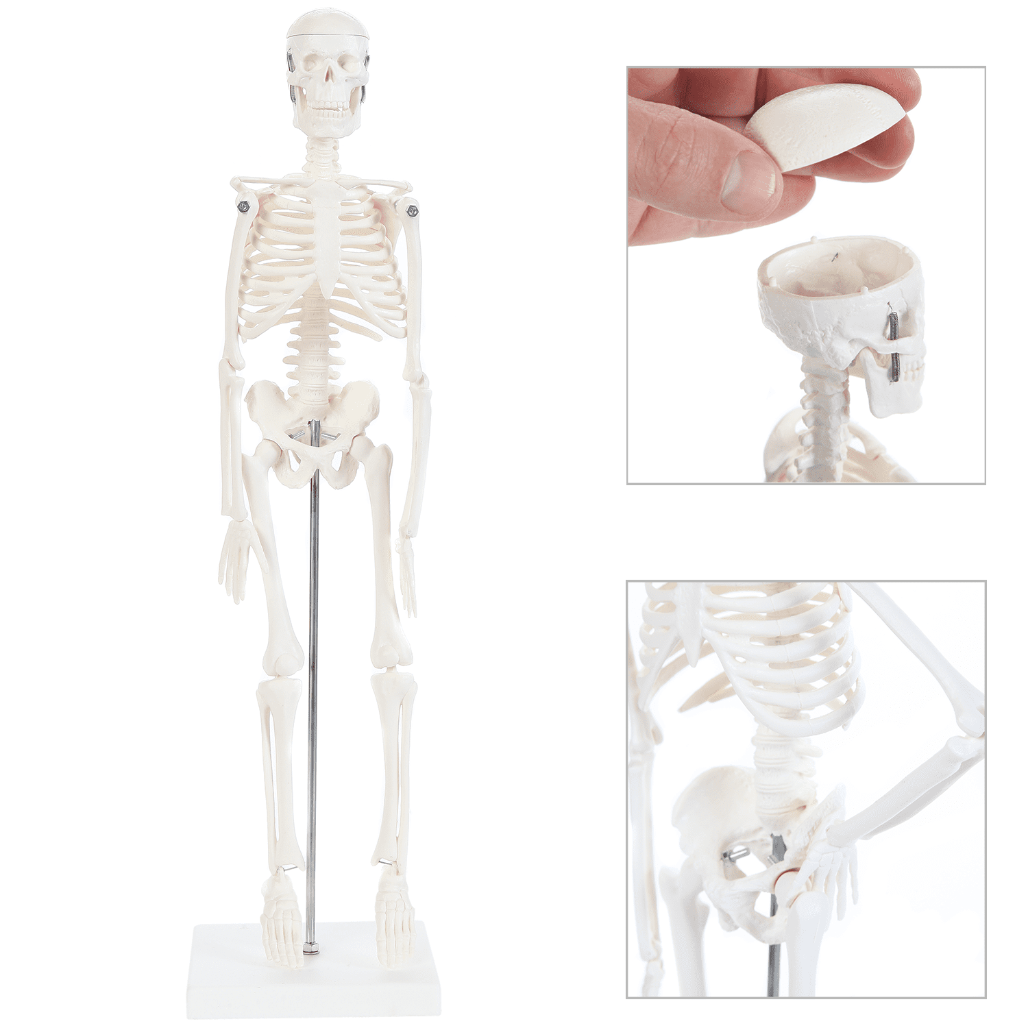 HUMAN MUSCLE & SKELETON ANATOMY MODEL/PUZZLE,4D  Kit #26058 TEDCO SCIENCE TOYS 