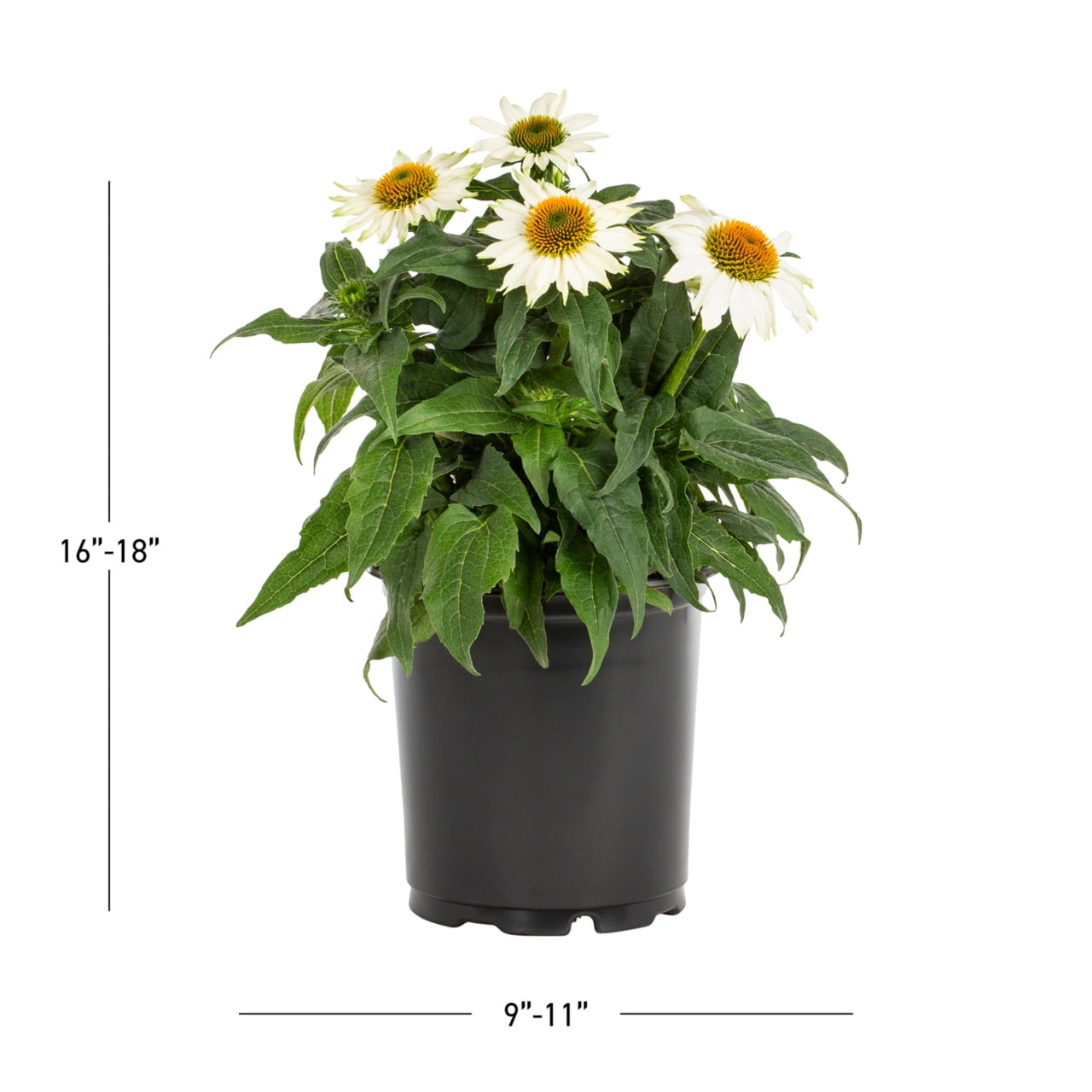 Expert Gardener 2QT White Echinacea Live Perennial Plant Sun 3-Pack