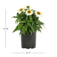 thumbnail image 4 of Expert Gardener 2.5QT White Echinacea Live Perennial Plant Sun 3-Pack, 4 of 6