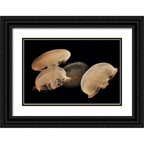 Miller, Anna 24x17 Black Ornate Wood Framed with Double Matting Museum Art Print Titled - Graceful Jellyfish in Aquarium
