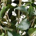 thumbnail image 6 of 5 Ft. Potted Ficus Tree, 6 of 6