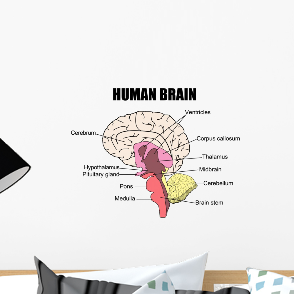 Human Brain Wall Mural by Wallmonkeys Peel and Stick Graphic (18 in W x ...