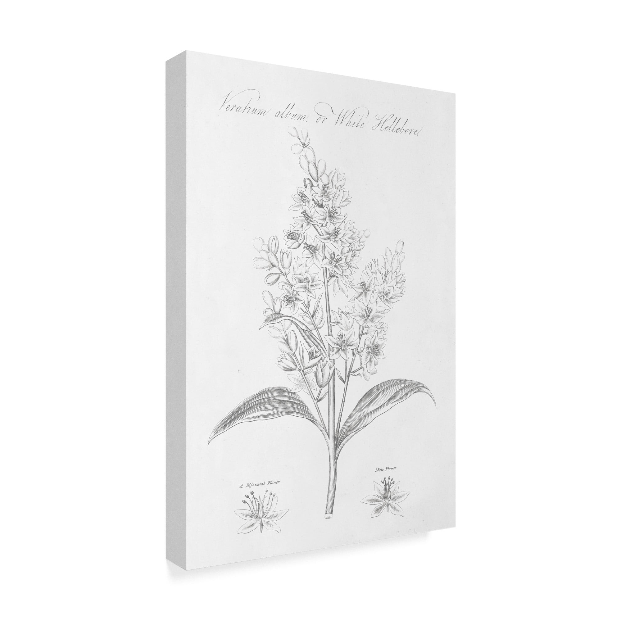 Trademark Fine Art 'Botany Book XI' Canvas Art by Wild Apple Portfolio