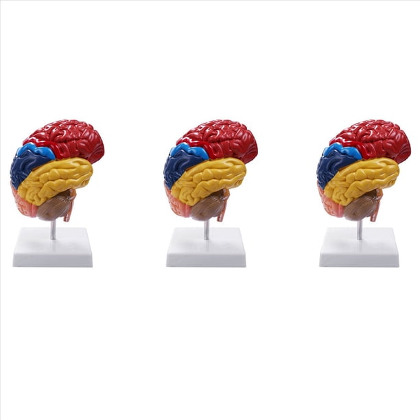3X Modelo Anatómico Cerebral Anatomía 1: 1 Medio Cerebro Tallo Cerebral Suministros de Laboratorio de Enseñanza Médica