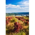 thumbnail image 2 of Red Vineyard Wall Mural Decal Sticker, Wallmonkeys Peel & Stick Vinyl Graphic (24 in H x 16 in W), 2 of 4