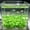 Green-Free Size-WXH260423002GN, variant on In The Dark Shell Pebbles Aquarium Fluorescent Stones 50 Pcs Fish Tank Aquascaping Vase Fillers Gravel Plant Pots Night Glow Decor Reef Theme Layouts Bathroom Home Party Decor Gifts Gift Set Ideas