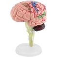 thumbnail image 1 of Modelo De Cerebro Humano 4D, Modelo Anatómico De Cerebro Humano, Modelo De Cerebro Humano Desmontado, Herramienta De Enseñanza Y Aprendizaje Estructural Inevent FN005784-00, 1 of 6