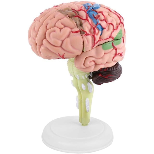 modelo de cerebro humano 4d, modelo anatómico de cerebro humano, modelo de cerebro humano desmontado, herramienta de enseñanza y aprendizaje estructural desmontable y didáctico: vista 3/4 frontal de un modelo cerebral de plástico multicolor montado en base blanca, con hemisferios acanalados, vasos en rojo y azul, cerebelo y tronco encefálico visibles.