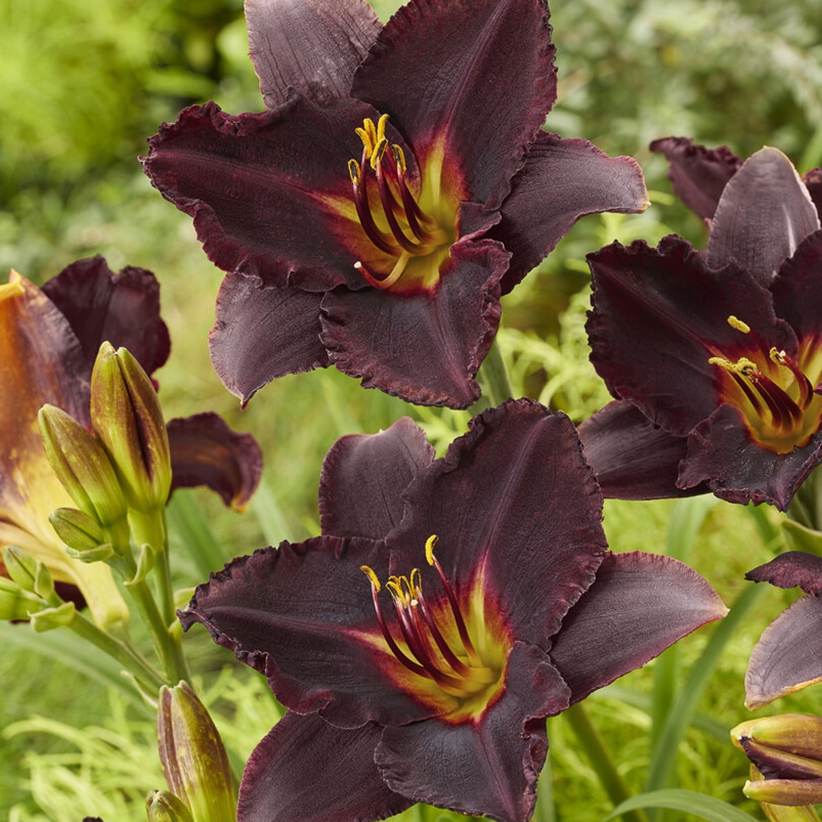 Van Zyverden Daylilies Black Stockings Set of 3 Plant Roots Black Partial Sun