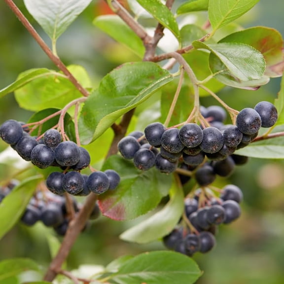 Set of 12 Live Chokeberry Tree Plant Rooted Cuttings, Sweet Edible Berry Fruit, Ready to Grow, Suitable for Outdoor Planting