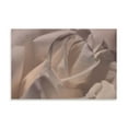 thumbnail image 2 of Gango Home Decor Heart of a Rose VI by Rita Crane (Printed on Paper); One 36x24in Fine Art Paper Giclee Print, 2 of 4