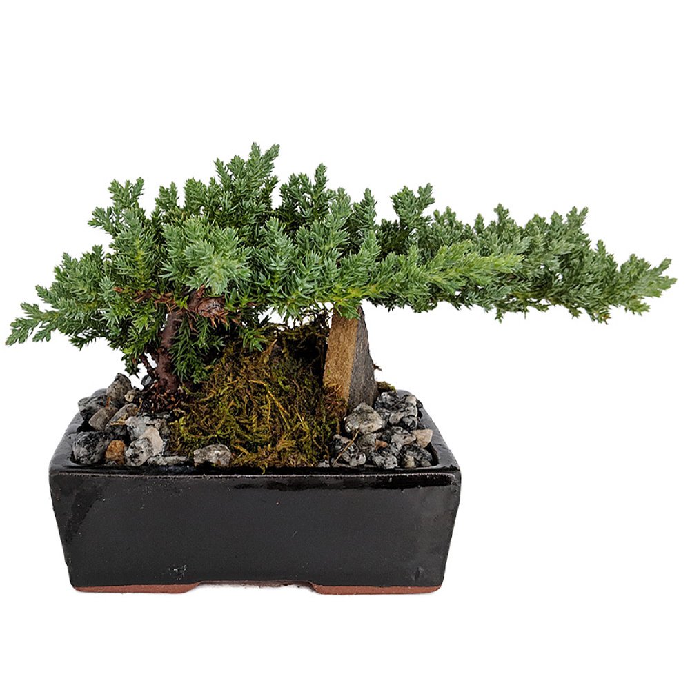 Serenity Garden Japanese Juniper Bonsai Tree 6" Ceramic Pot Pebbles