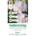 thumbnail image 5 of Southern Living October Magic Dawn Camellia Live Shrub in 2.5-Quart Grower Pot, 5 of 7