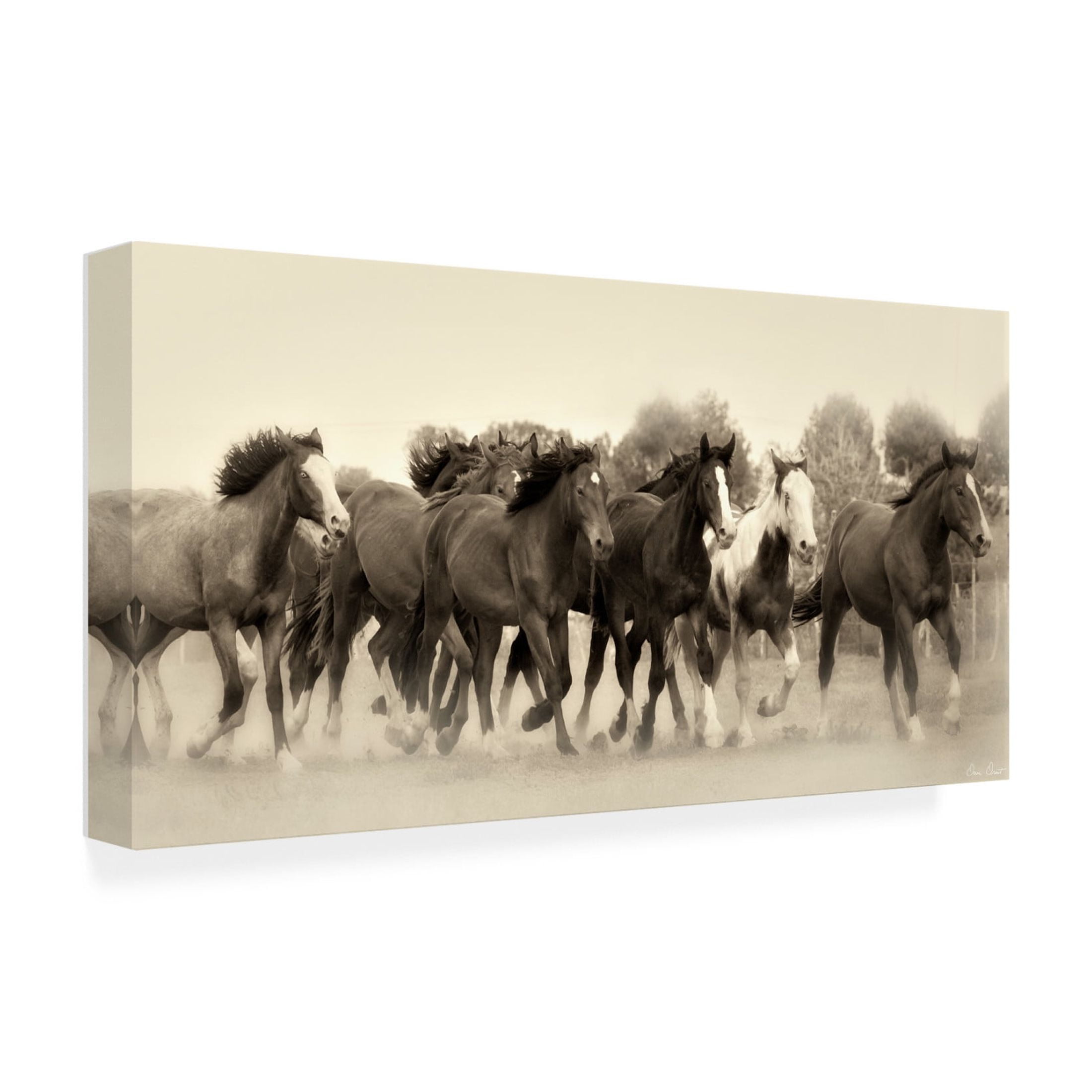 Trademark Fine Art David Drost  Running Free Canvas Wall Art