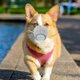 thumbnail image 4 of Bozal respirador ajustable para perros, bozal protector transpirable para perros con filtro de contaminantes del aire antivaho/antipolvo/anti-M, 3 uds., 4 of 5