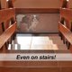 thumbnail image 3 of Ingenious Mesh Dog Fence - Indoor and Outdoor Safety Enclosure for Pets ShopWise Round, 3 of 6