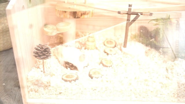 Chew-resistant wooden hamster cage. World's largest 41-inch hamster cage and habitat. Open-top, 3-sided acrylic hamster cage.