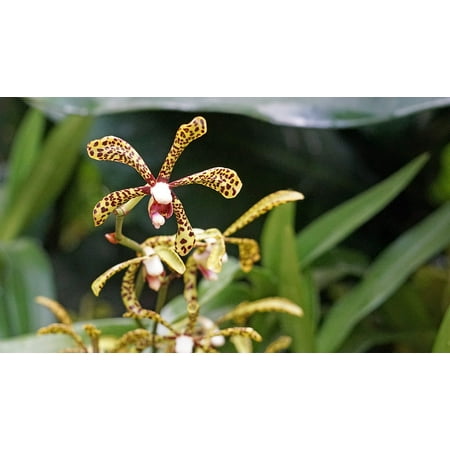 - Peel-n-Stick Poster of Botanical Garden Singapore Plant Orchid Tropical Poster 24x16 Adhesive Sticker Poster Print