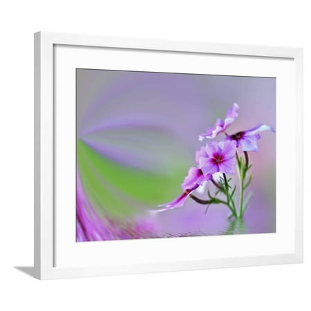 Hilton Head Wall Art Close-Up of Drummond Phlox (Phlox Drummondii), Hilton Head Island, South Carolina, USA Framed Print Wall Art By Adam Jones ()