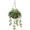 thumbnail image 4 of Enchanting Spider Plant Hanging Basket - Live Plants in a 4 Inch Hanging Basket - Chlorophytum Comosum - Nature's Green Symphony for Your Home, 4 of 5