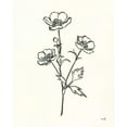 thumbnail image 3 of Hershey, Moira 20x24 Black Modern Framed Museum Art Print Titled - Buttercup, 3 of 5