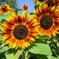 thumbnail image 2 of RattleFree Sunflower Seeds for Planting | Heirloom & Non-GMO | 50 Red Sun Sunflower Seeds to Plant in Home Gardens | Full Planting Instructions on Each Planting Packet, 2 of 3