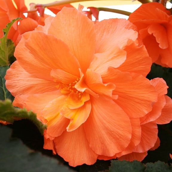 Orange Hanging Basket Begonias Flower Bulbs - 3 Tubers per Pack - Deer Resistant - Grows Well In Containers - Easy to Grow Live Plants - Outdoor Garden - Full to Part Shade