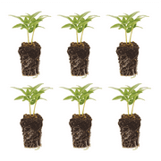 Ferry-Morse Plantlings 1-3" White Vinca Titan Polka Dot Live Plants (6 Count)