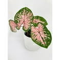 thumbnail image 5 of Caladium Pink Splash - Live Air-Purifying Indoor Plant in Nursery Pot – Easy Care, Low Maintenance Houseplant for Home & Office Decor, Natural Air Cleaner, Best for Beginners, 5 of 7