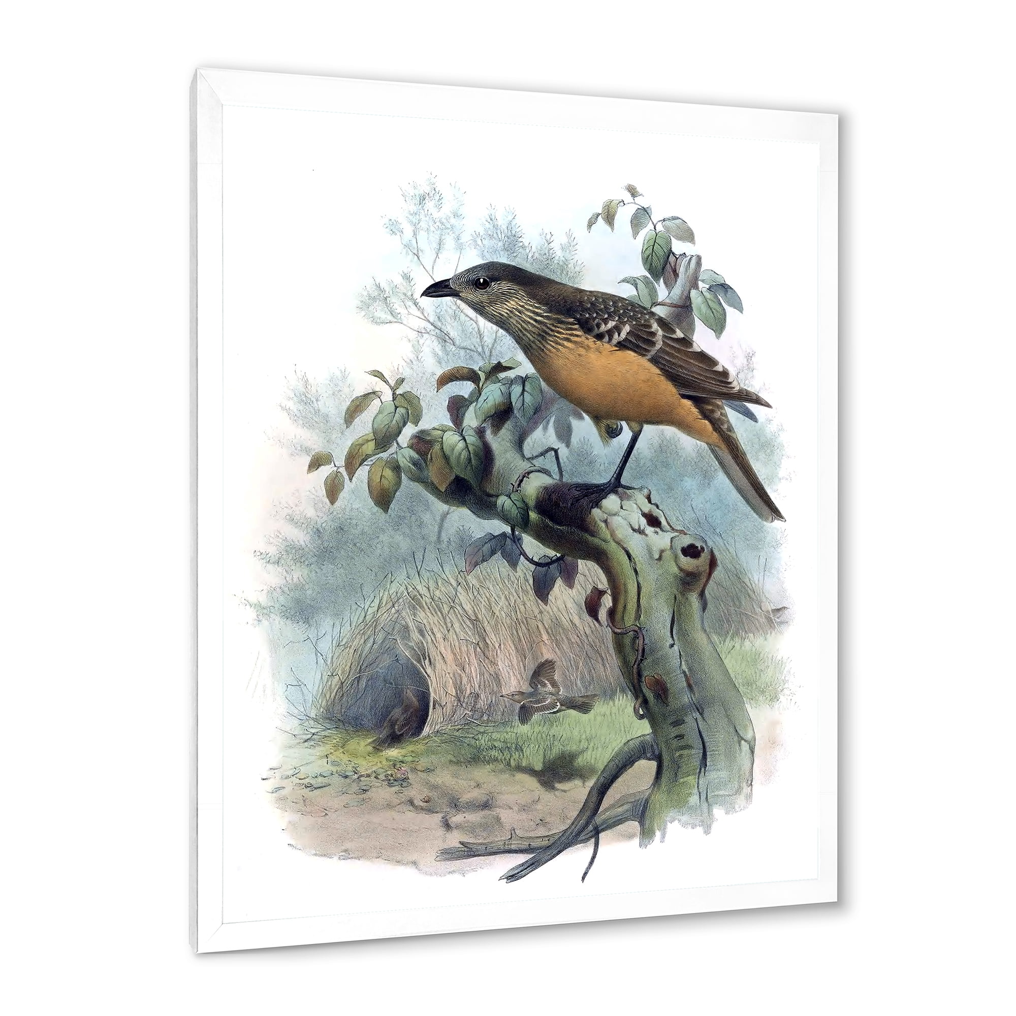 Designart 'The Paradise Birds on a Tree Branch' Traditional Framed Art Print