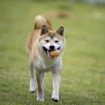 thumbnail image 4 of Juguete del perro del sonido del animal doméstico simula el sonido extraño del perro del entrenamiento del gato del huevo, 4 of 8
