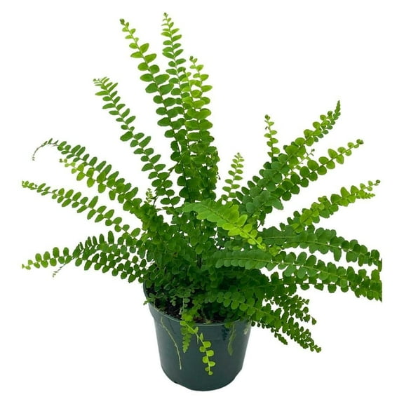 BubbleBlooms Boston Fern, Nephrolepis exaltata, 4 inch Pot