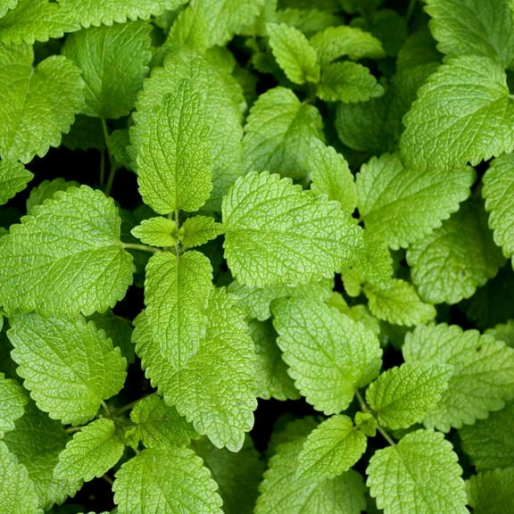 Lemon Balm Seeds - Sweet Balm Herb Seed - 10000 Seeds