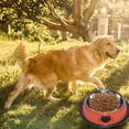 thumbnail image 4 of Bol pour Chat Bol pour Chien Bol en Acier Inoxydable Bol Coloré en Acier Inoxydable Bol pour Chien Bol pour Chat Bol Amusant Bol pour Animal de Compagnie, 4 of 5