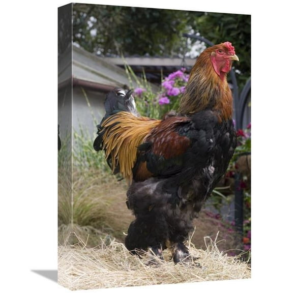 12 x 18 in. Domestic Chicken, Gold Brahma Cock Art Print - Angela Hampton