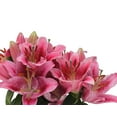 thumbnail image 3 of 7in Lily Upgrade Live Plant, 3 of 4