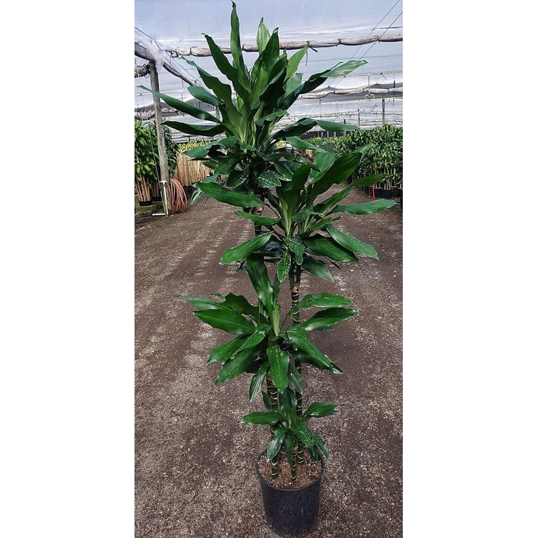 zeder bonsai kaufen Kopu® 2 Stück Künstlicher Bonsaibaum Zeder 19 und 25 cm mit Topf – kopu main image 0