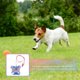 thumbnail image 5 of Reflective Perro Cat Chaleco Noche Safe Harness con correa para caminar al aire libre, 5 of 5